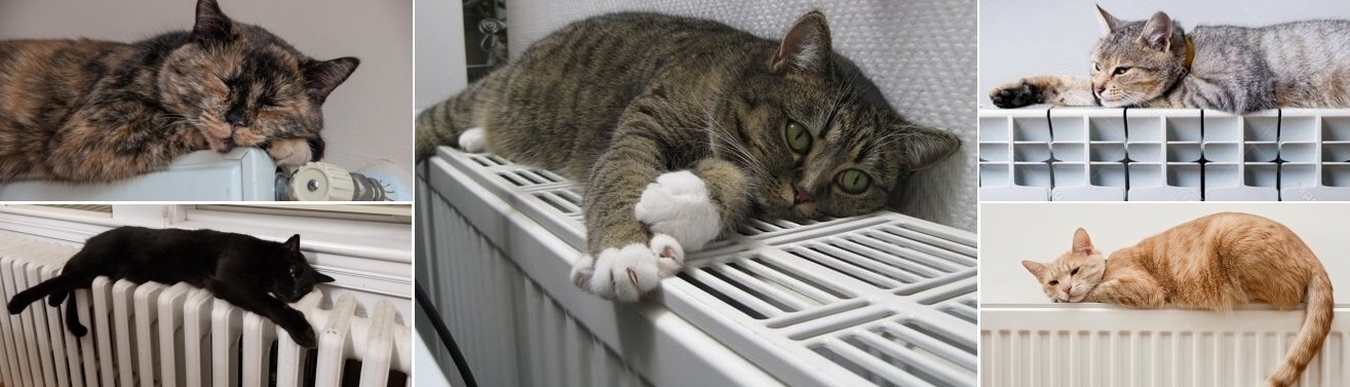A radiátor tetején alvó macskák.